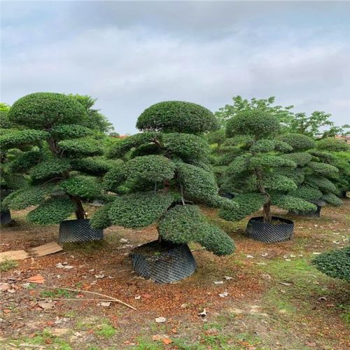 庭院管家 日本冬青价格 冬青树北海道黄杨 成活率高