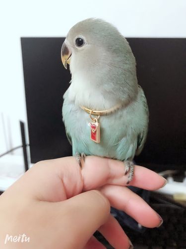 蓝银顶牡丹鹦鹉