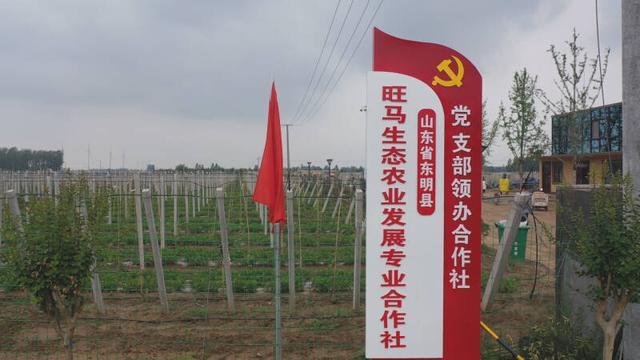 菏泽市东明县马坊村:党建引领合作社 激活富民新"引擎"