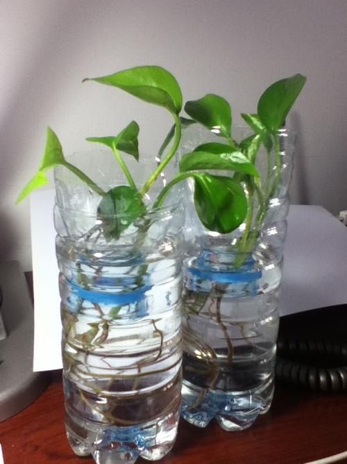 水培绿萝太茂盛了剪下来四小株