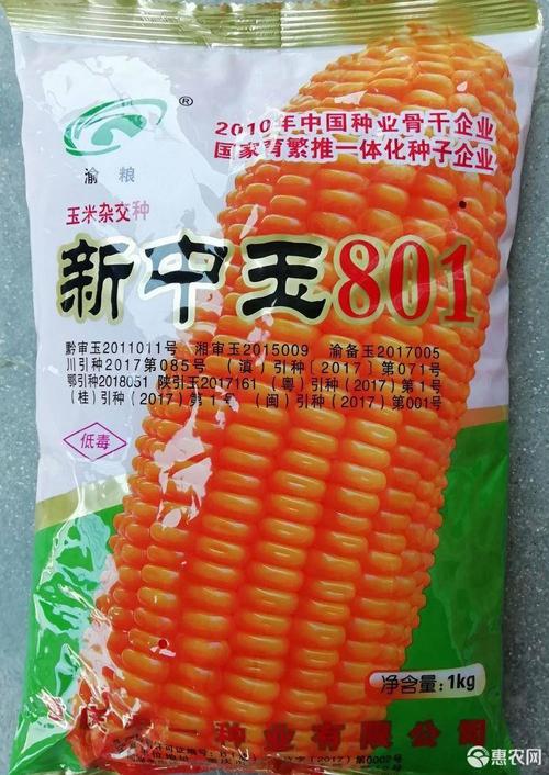 新中玉801玉米种子