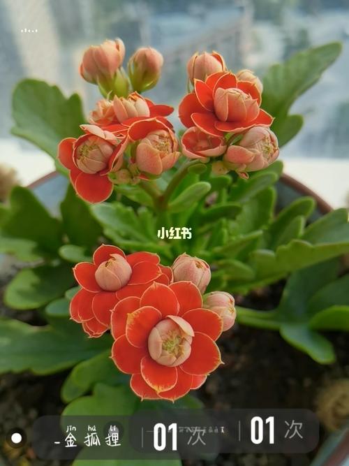 长寿花金狐狸_长寿花_金狐狸怎么样_长寿花金狐狸_家居家装_家居装饰
