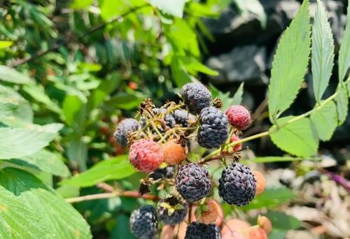 桂平这种野果,越来越少了