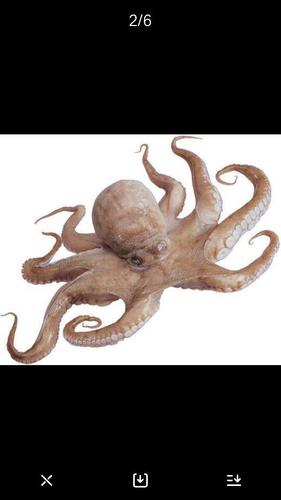 鱿鱼:枪乌贼的通称.