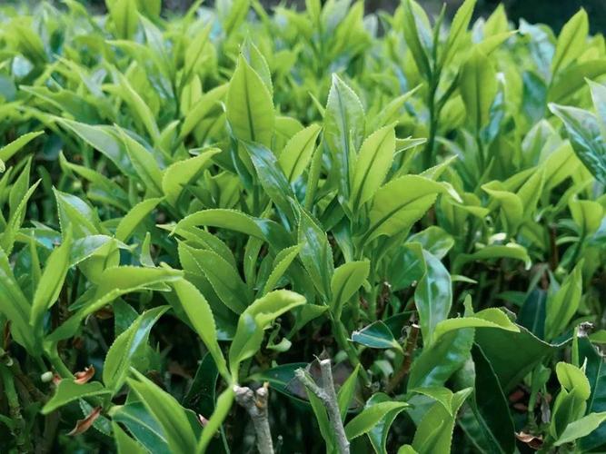 风物潮州凤凰单丛茶