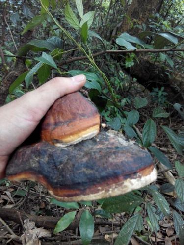 松树上长得很像灵芝是什么 .求解