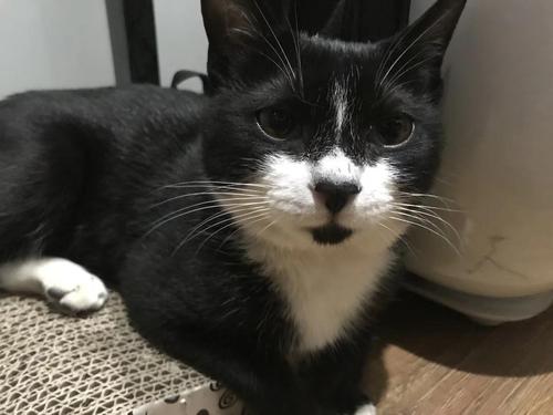 我家这只黑猫警长有没有网红的潜质