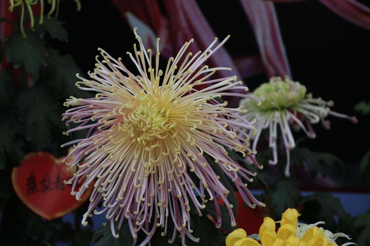 ▼ 耐寒唯有东篱菊,金粟初开晓更清. 玉翎管;名贵菊花中的一种