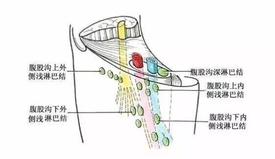 疏通腹股沟的瑜伽体式