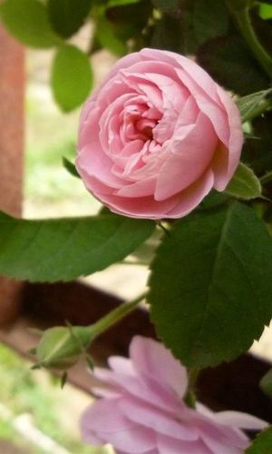 蔷薇 花 植物 1080x1800