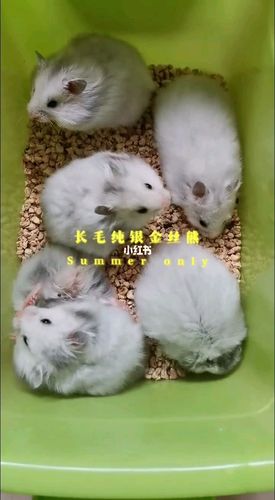 长毛纯银金丝熊_金丝熊_纯银_宠物_宠物其他