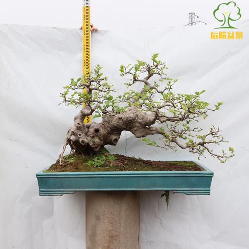 朴树盆景老桩疙瘩相思树小叶精品岭南技法临水大型绿植