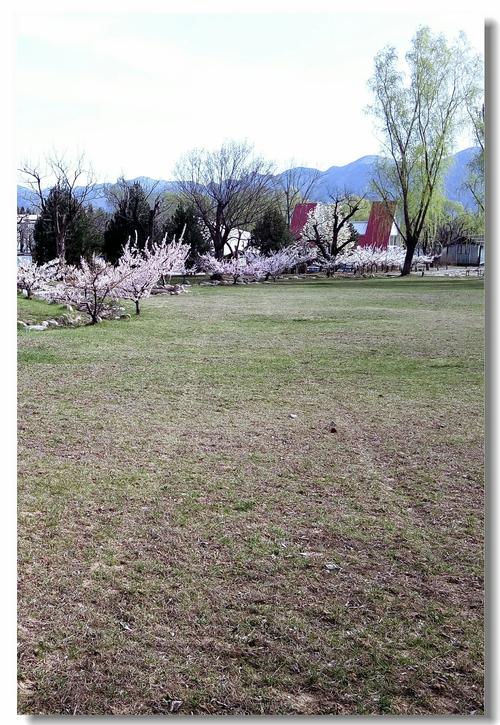 草色遥看近却无