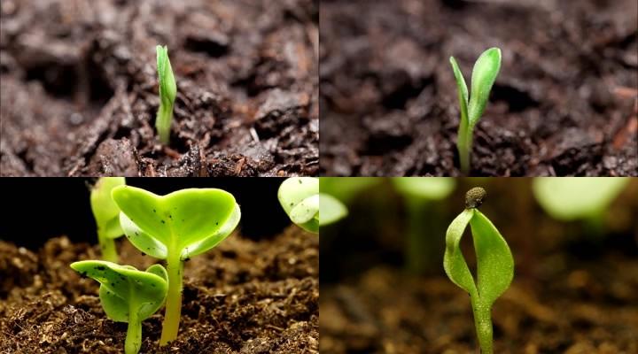 植物发芽生长图片