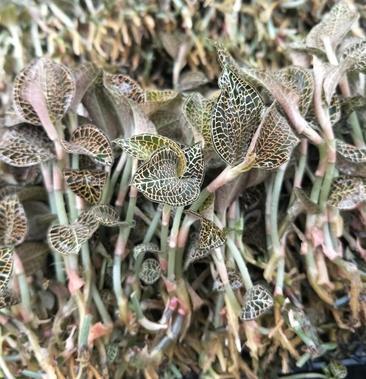本地小尖叶金线莲种苗瓶苗母苗训化苗8-10cm