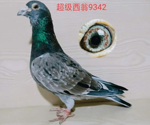 保罗·西翁于1900年开始养鸽,1901年创立西翁系.