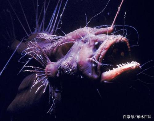 潜入海底深处一探究竟,海下10000米真的存在史前生物