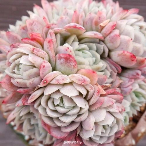 七团,小叶冰梅捧花型