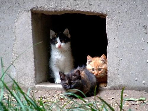 虽然这个城市对于流浪猫咪的包容度很高, 但依然有一些猫咪不被人们