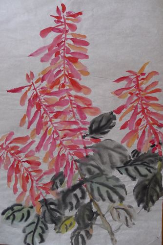 一串红的花语是家族爱《一花一世界》