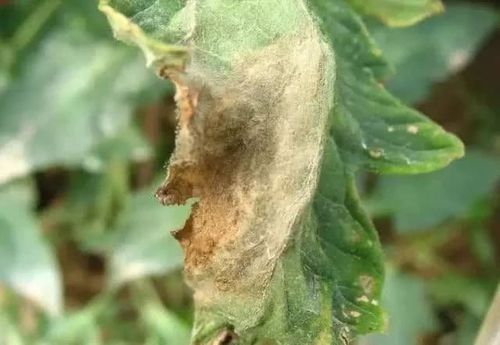 灰霉病,晚疫病,霜霉病,菌核病分不清?3分钟学会!