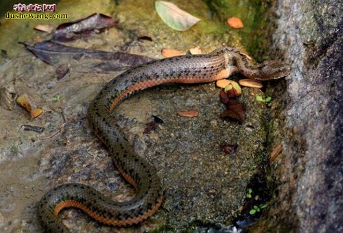 铅色水蛇养殖_水蛇_毒蛇网