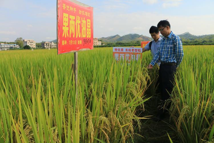 写美篇果两优油晶在贺州市铺门镇种植成熟表现 拍于10月30日 果两优油