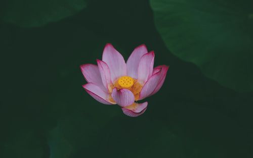 唯美夏日荷花高清桌面壁纸