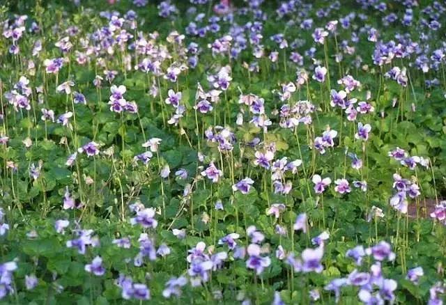 花木郎:熊猫堇,花园里的铺地神器