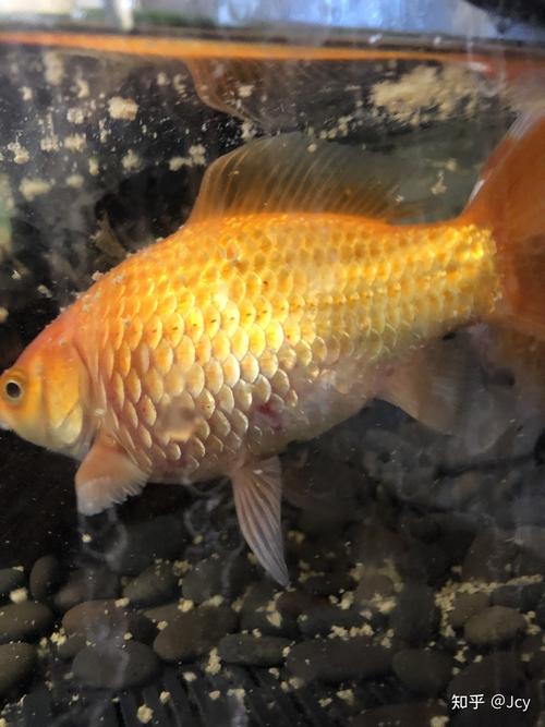 金鱼炸鳞,看了难受,是密集恐惧症吗?