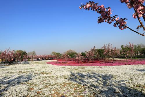 文昌湖樱花园,有淄博及周边面积最大的芝樱花海,迎着春风灿烂生长的芝
