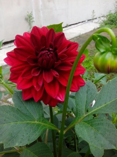 [转载]细粉莲花