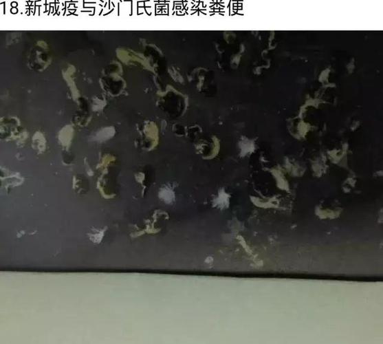 【图集】最全图解:看鸽子粪便识别鸽子病!