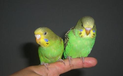 虎皮鹦鹉的寿命有多长饲养虎皮鹦鹉应该注意什么