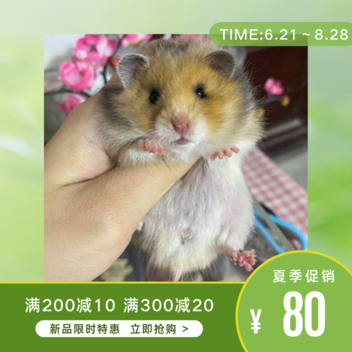 虎纹七宝家长毛金丝熊原始暗化玳瑁其它宠物