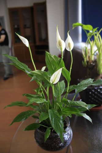 白鹤芋白鹤芋的养殖方法小盆栽白鹤芋