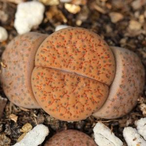 生石花 微纹玉 c220 两年株 lithops 美仙园