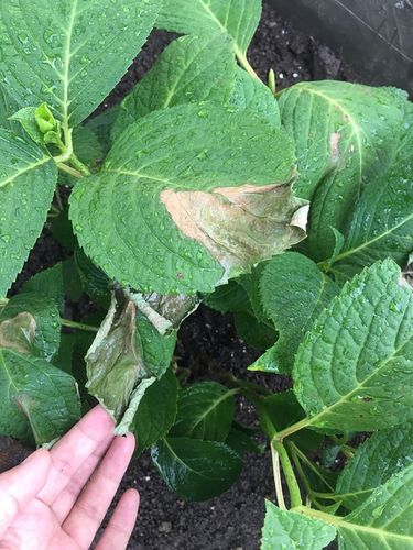 露天养的绣球花,好多叶子为什么焦了?天太热了吗?它会死吗?