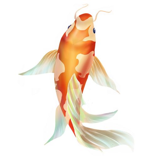 一条美丽的锦鲤鱼387945图片素材