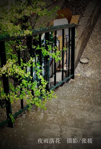 清 明  ◎ 张 筱  夜雨落花半阶明,  煮茶山居思故人.