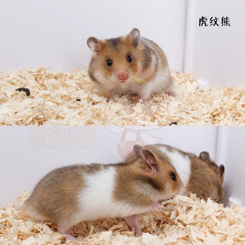 家养宠物巨型仓鼠活体可爱金丝熊眼圈奶牛虎纹熊情侣鼠买2送1包邮