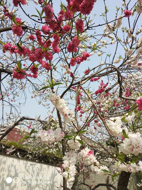 同树不同枝,开的花颜色大相径庭.