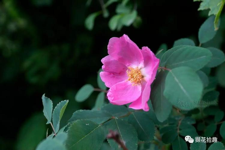 美蔷薇的果,果梗都有腺毛.