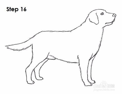 如何画狗(拉布拉多猎犬)——加菲的吃货生活