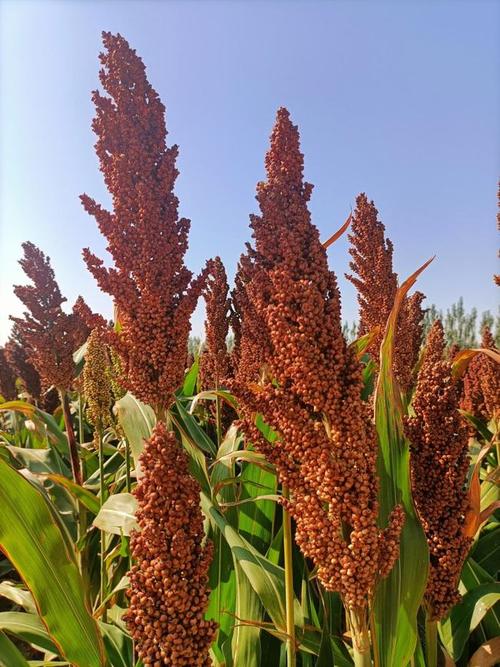 高粱基地一片红酿出生态淡雅味