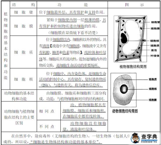 生物期中考细胞的基本结构必备知识点:七年级生物上册