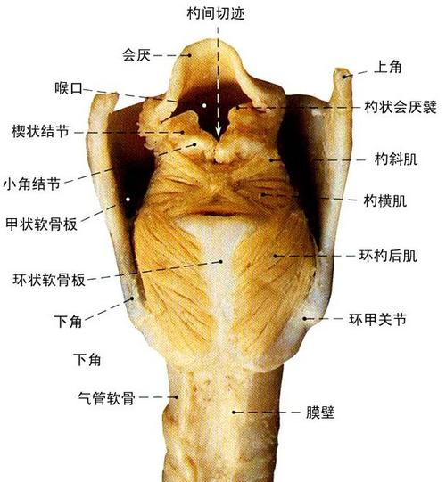 人体喉部位解剖示意图-人体解剖图