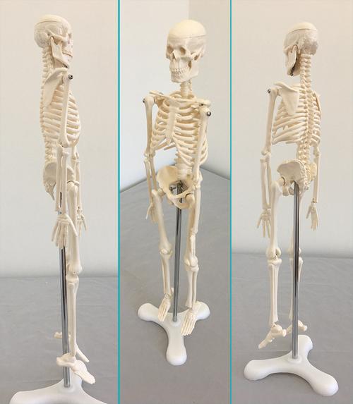 人体骨骼模型骨架45cm85血管神经肌肉起止点椎间盘医用20教学解剖