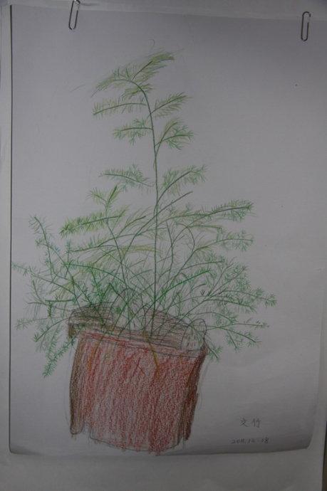 文竹简笔画彩色