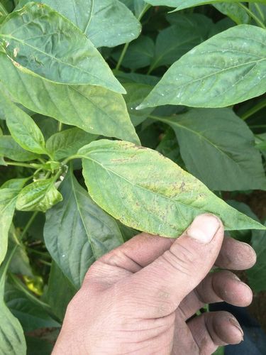 各位专家看看我的辣椒是什么病害